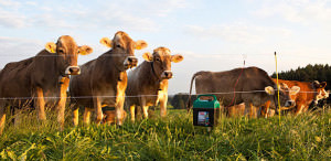 Weidezaunbatterie